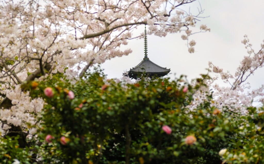 タダ見の桜