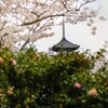 タダ見の桜