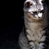 猫/猫三題　３－１