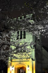 サイズ変換再投稿/横浜の桜