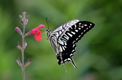 花にまとわるアゲハ２題　②/花・草木＋α