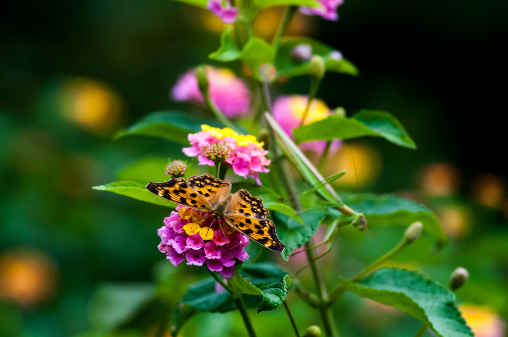 ホラーだなー！＆写真句/(新)◆花・草木＋α