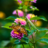 ホラーだなー！＆写真句/(新)◆花・草木＋α