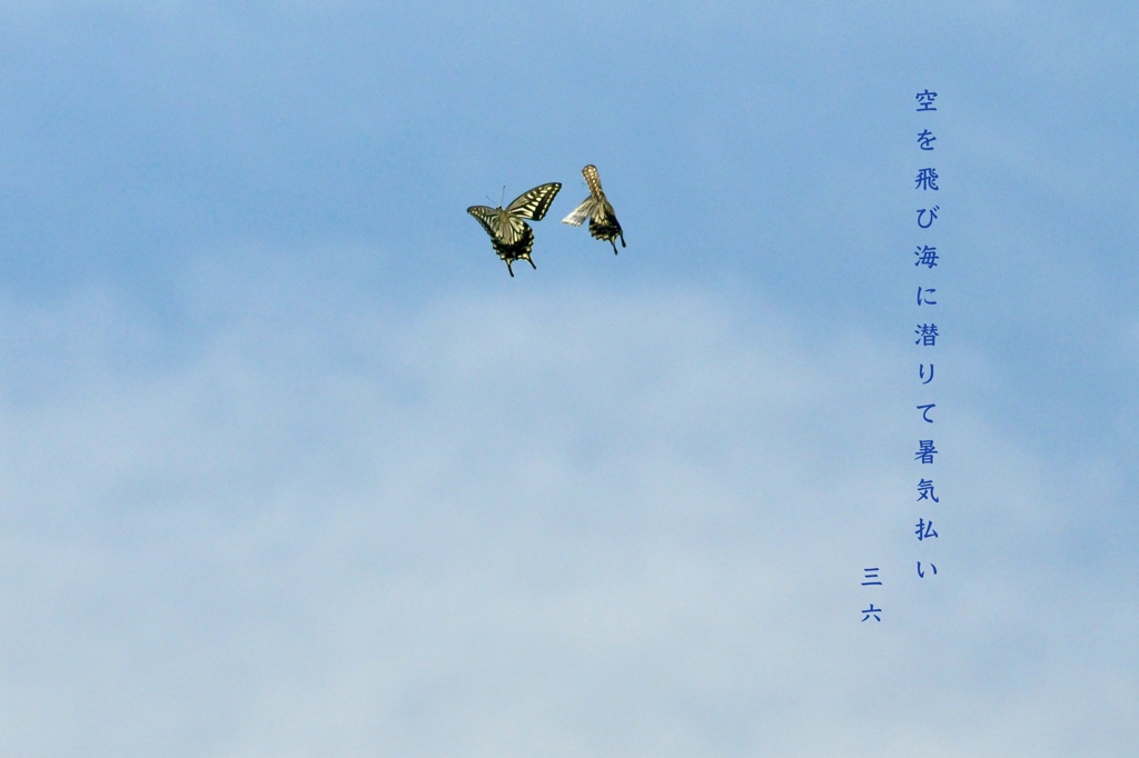 私的写真句  / ナミアゲハ・4まで