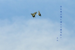 私的写真句  / ナミアゲハ・4まで