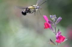 花・草木＋α/スズメガ　③