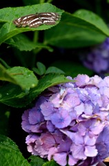 チョウと紫陽花/花・草木＋α