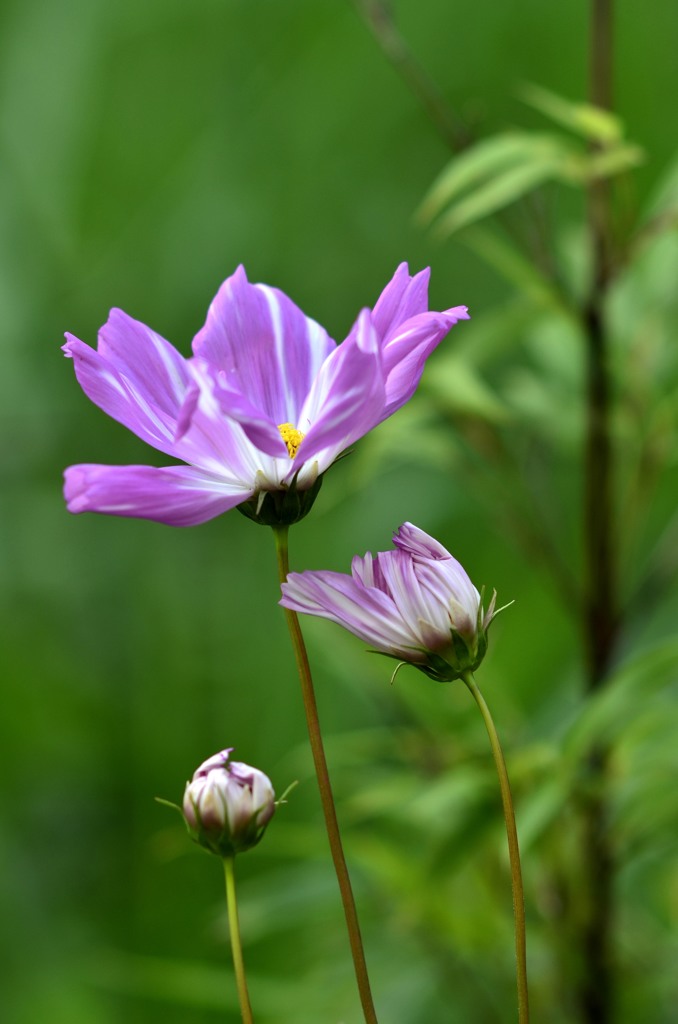 花・草木