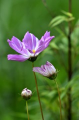 花・草木