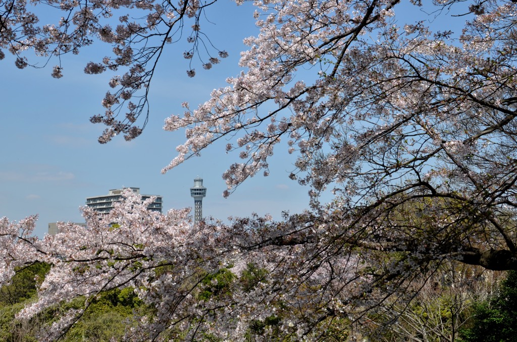 横浜桜スケッチ　２題②