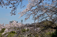 横浜桜スケッチ　２題②