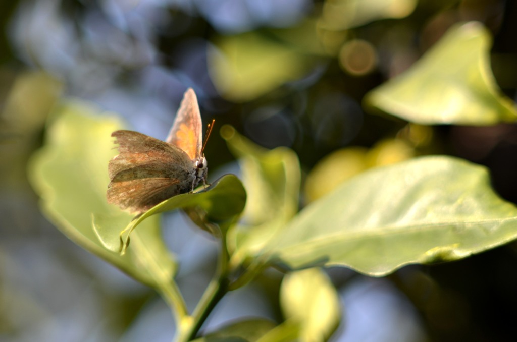 花・草木＋α/生存記録　②