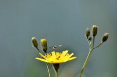 小菊と小虫/花・草木＋α