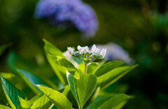 続・アジサイが咲いていた / 私的花・草木