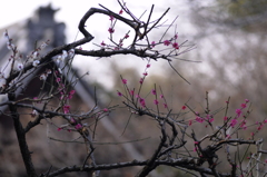 写真句/私的花・草木