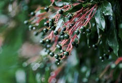 血が流れている様 / 私的花・草木