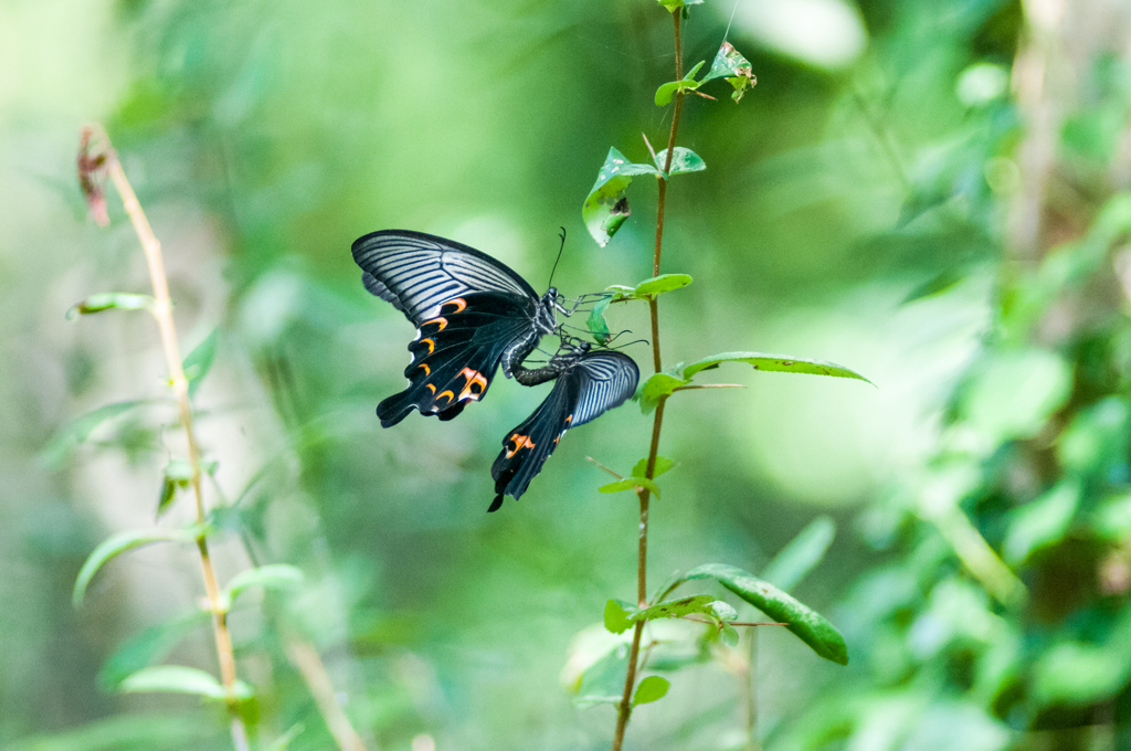 アゲハ交尾・2/組み写真３－２