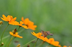 小バチ接近どうするセセリ？/花・草木＋α