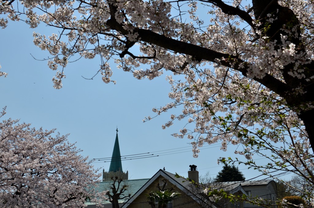 横浜の教会と桜　３題③