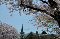 横浜の教会と桜　３題③