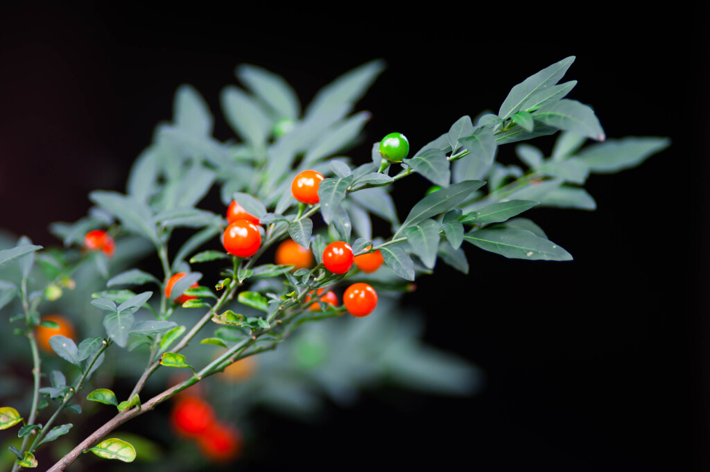 食べられるなら/ 私的花・草木