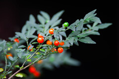 食べられるなら/ 私的花・草木
