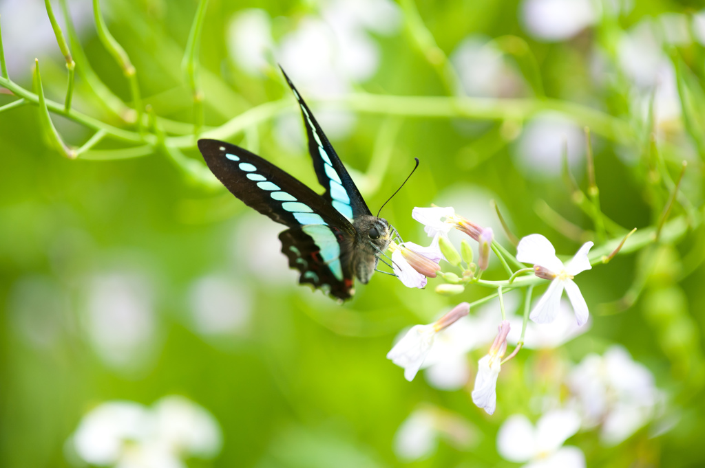 アオスジアゲハ/（新）◆花・草木＋α