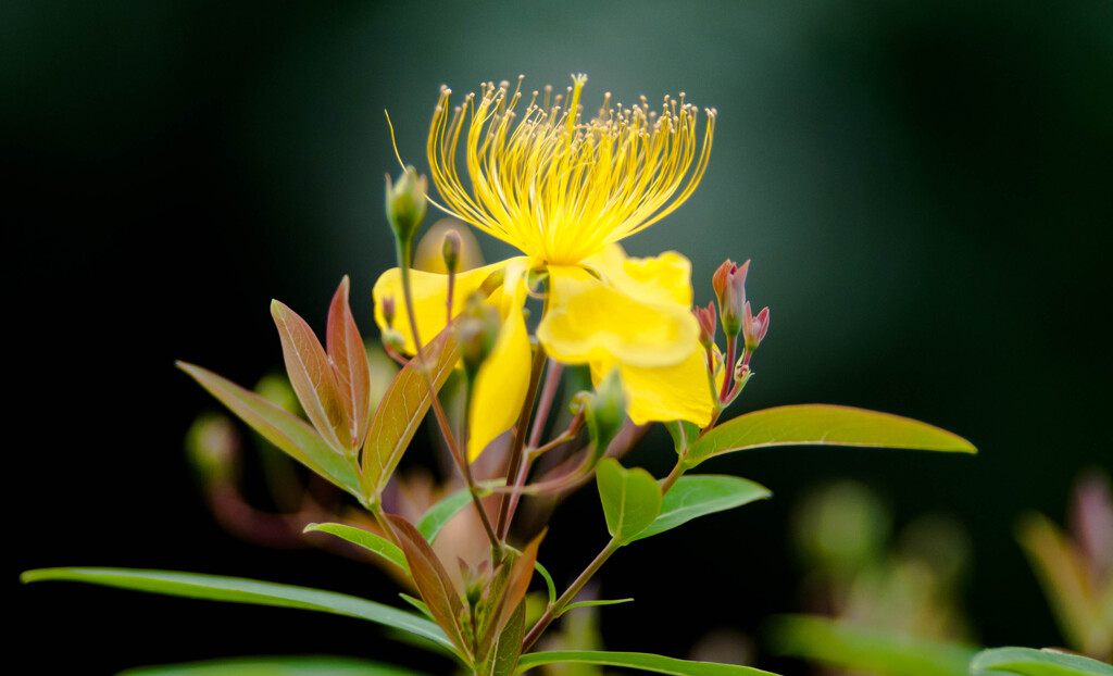綺麗な花 / 私的花・草木