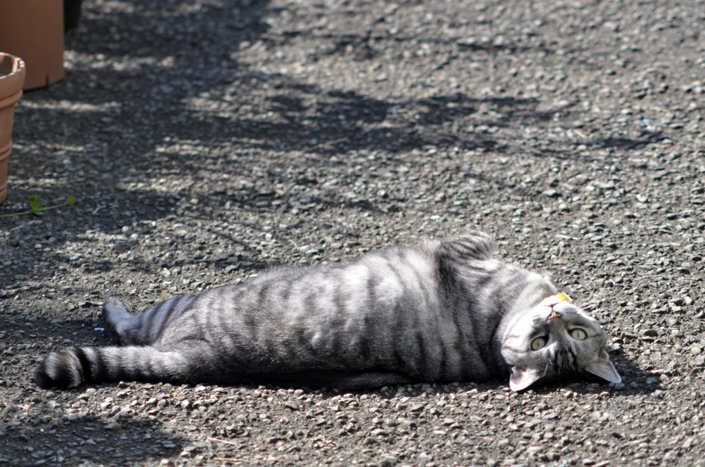 猫/　愛猫２題　①