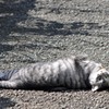 猫/　愛猫２題　①