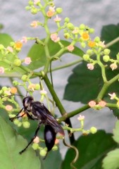 花・草木＋α/蜂３題　③