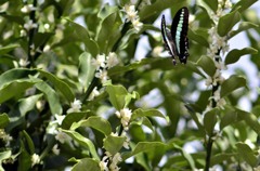 花・草木＋α/アオスジアゲハ３題　①