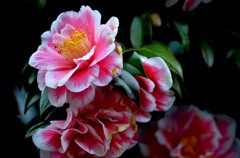 椿満開なり！/花・草木
