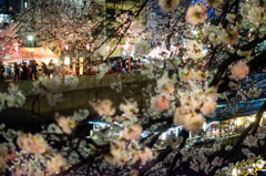 夜桜/花・草木