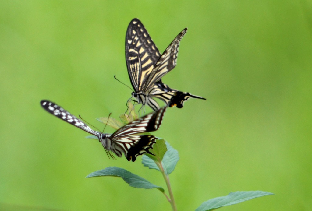 花・草木＋α/在庫一掃？　③