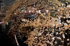 横浜大岡川沿いの夜桜　２題①