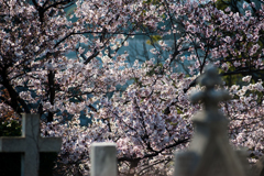 横浜の桜/花・草木
