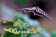 花・草木/紫陽花(訂正：ヤブガラシ)と蝶