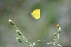 ◆キチョウ　２題②/花・草木＋α