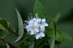 花・草木＋α/花と…アリ？