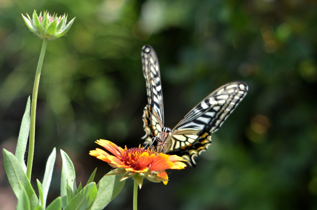 同じ花２題　①/花・草木＋α