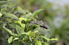 花・草木＋α/追加・３　アゲハ３題　①