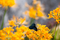 シリーズ・クロアゲハ６＆写真句/(新)◆花・草木＋α