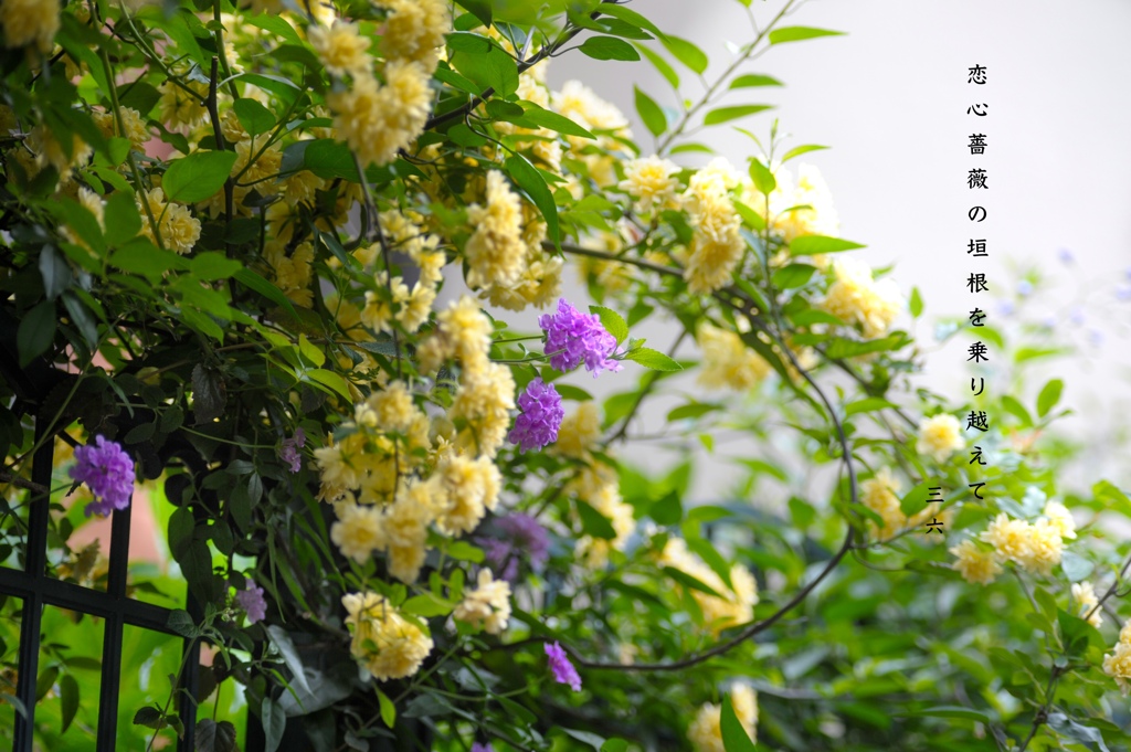私的写真句 / 私的花・草木