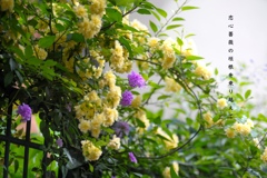 私的写真句 / 私的花・草木