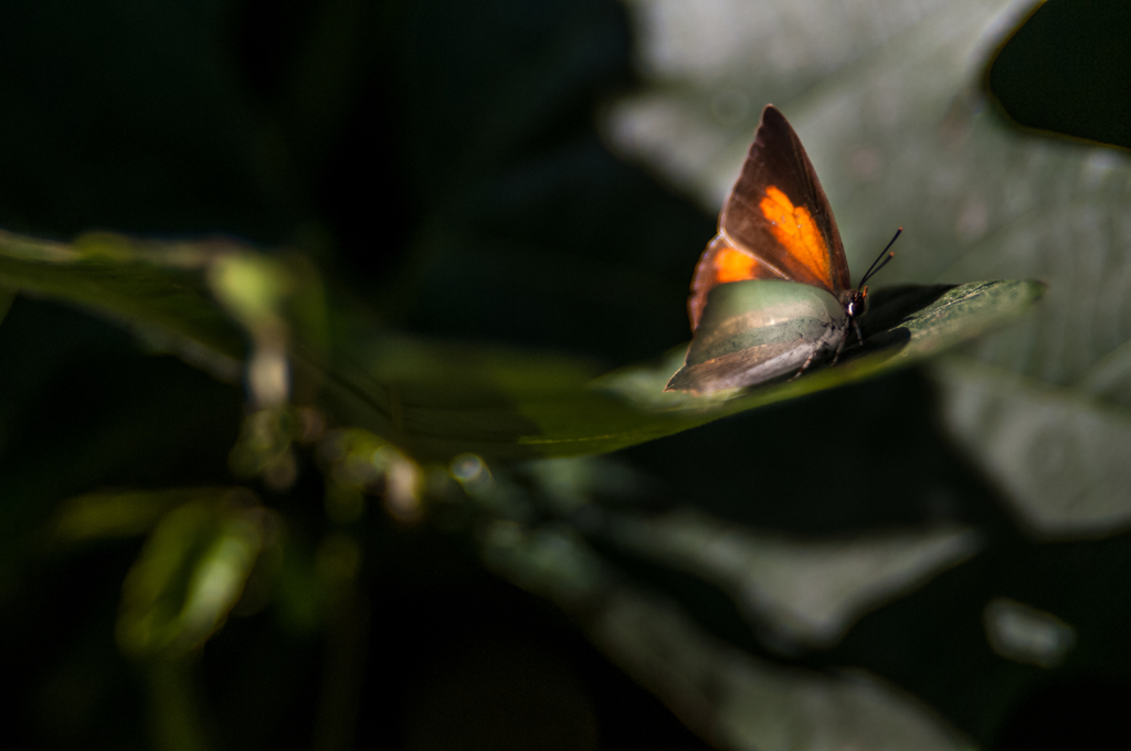 ウラギンシジミ/◆新・花・草木+α