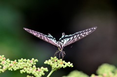 花・草木＋α/ヤブガラシと蝶　４－２