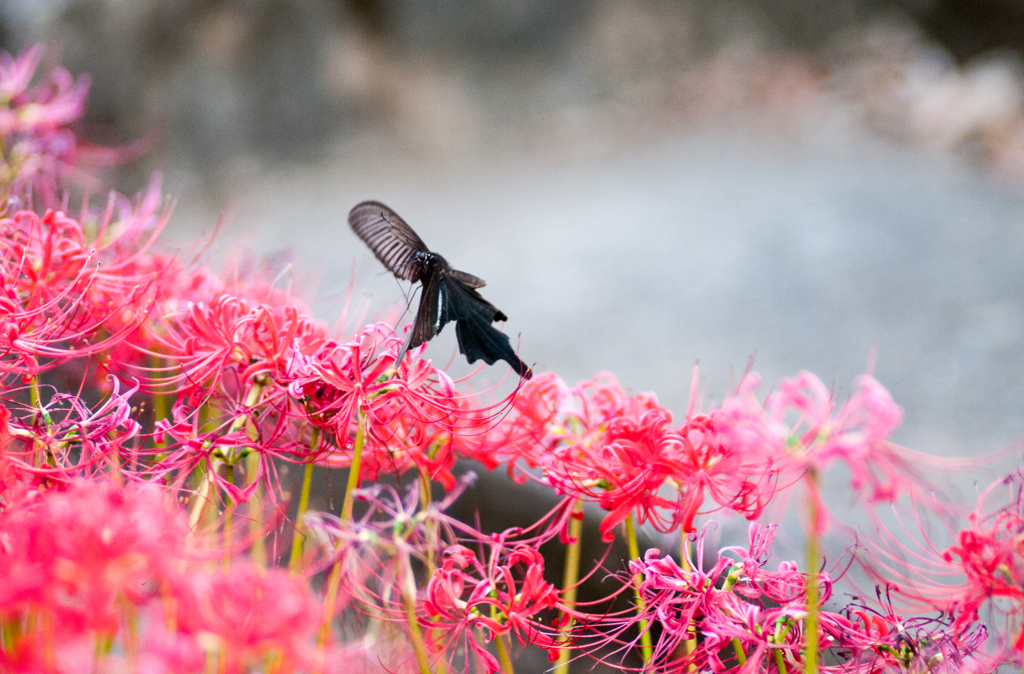古刹にて・３/新・花・草木+α