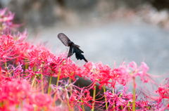 古刹にて・３/新・花・草木+α