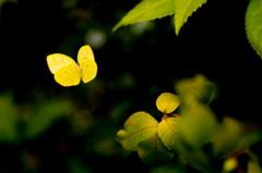 キチョウ飛翔/(新)花・草木＋α＆写真句